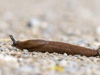 Spanische Wegschnecke